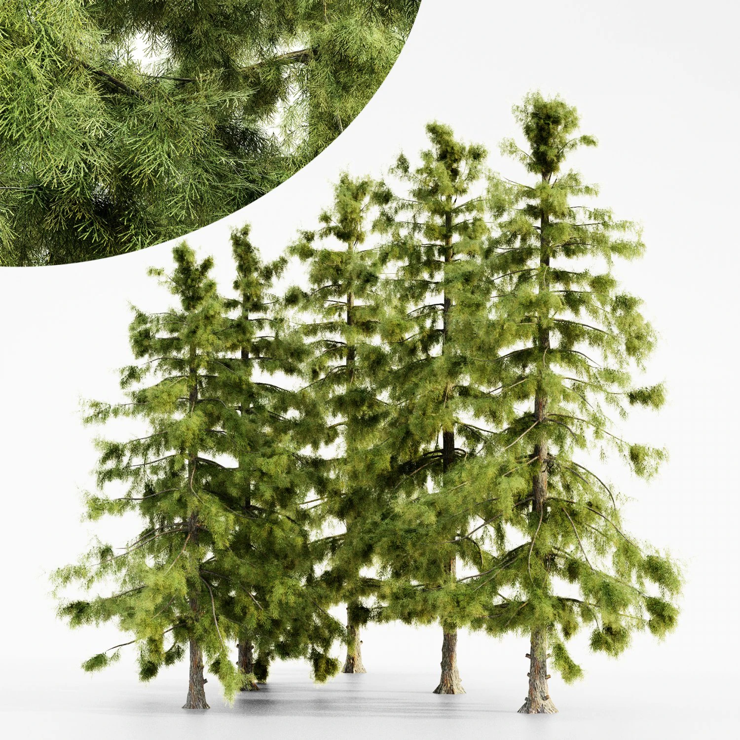 Alaska cedar tree collection 3D Model .c4d .max .obj .3ds .fbx .stl .blend 