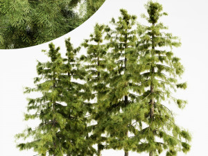 Alaska cedar tree collection 3D Model