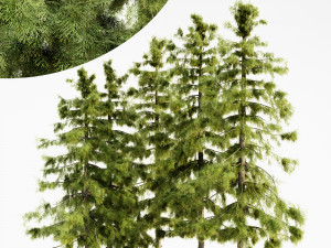 Alaska cedar tree collection 3D 모델