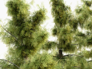 Alaska cedar tree collection 3D 모델