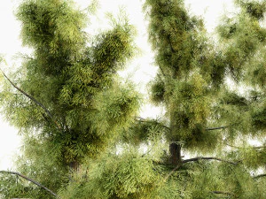 Alaska cedar tree collection 3D Model