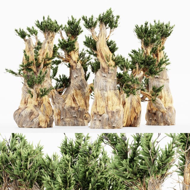 5 bristlecone pine tree collection Modelo 3D .c4d .max .obj .3ds .fbx .stl .blend 