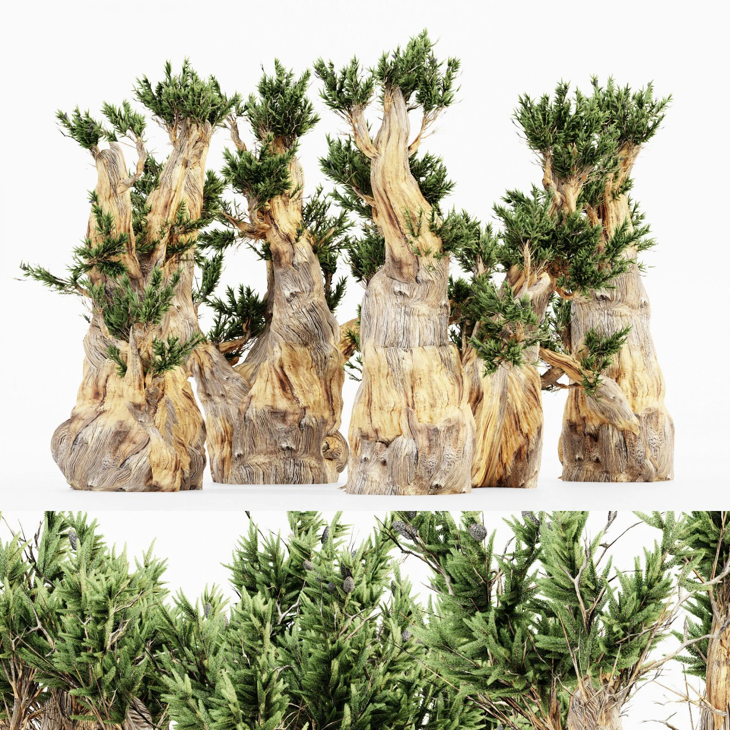 5 bristlecone pine tree collection 3D Model .c4d .max .obj .3ds .fbx .stl .blend 