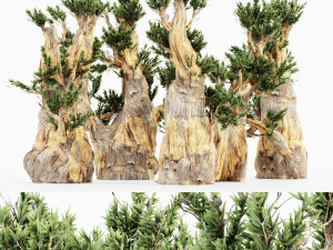 5 bristlecone pine tree collection 3D 모델