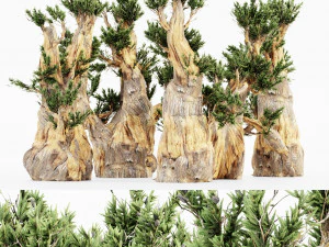 Collezione di 5 pini setolosi Modello 3D