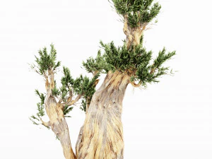 5 bristlecone pine tree collection 3D Model