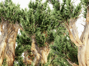 5 bristlecone pine tree collection Modelo 3D