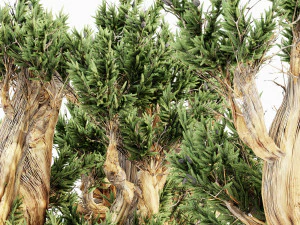5 bristlecone pine tree collection 3D Model