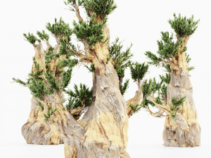 5 bristlecone pine tree collection Modelo 3D
