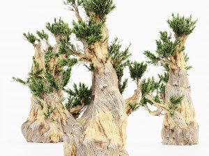 5 bristlecone pine tree collection 3D Model