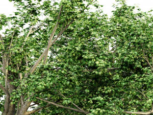 colecci&oacute;n de &aacute;rboles de hoja ancha Modelo 3D