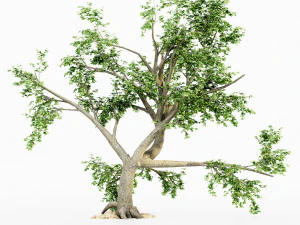 colecci&oacute;n de &aacute;rboles de hoja ancha Modelo 3D