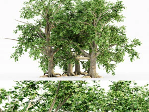 colecci&oacute;n de &aacute;rboles de hoja ancha Modelo 3D