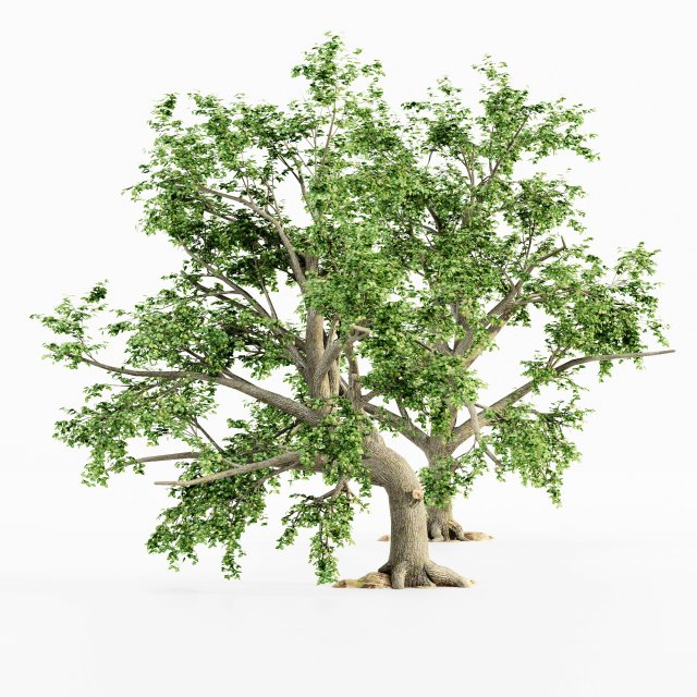broadleaf tree collection 3D 模型 .c4d .max .obj .3ds .fbx .stl .blend 