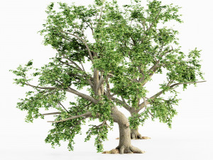 broadleaf tree collection 3D 모델