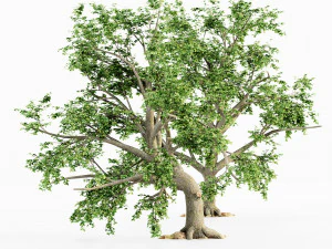 colecci&oacute;n de &aacute;rboles de hoja ancha Modelo 3D