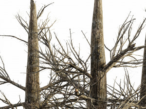 5 burnt tree collection 3D 모델
