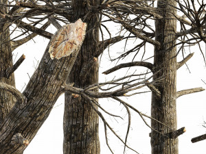 5 burnt tree collection 3D Model