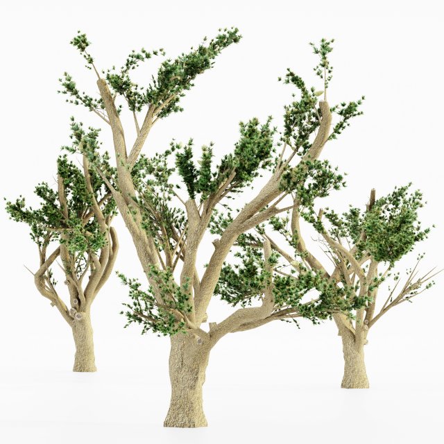 Cedar of lebanon 5 tree collection 3D-Modell .c4d .max .obj .3ds .fbx .stl .blend 