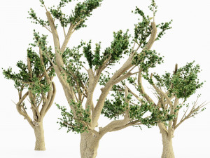 Cedar of lebanon 5 tree collection 3D Model