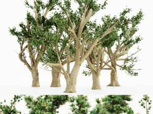 Cedar of lebanon 5 tree collection 3D Model