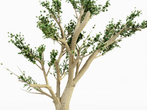 Cedar of lebanon 5 tree collection 3D-Modell