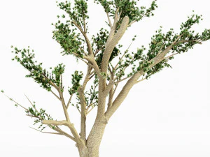Cedar of lebanon 5 tree collection 3D Model