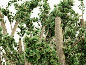 Cedar of lebanon 5 tree collection 3D Model