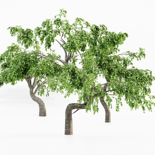 Cherry 5 tree collection 3D 模型 .c4d .max .obj .3ds .fbx .stl .blend 