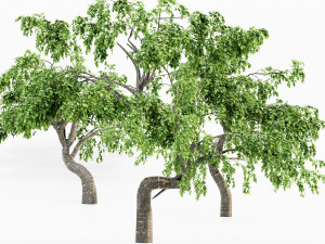 Cherry 5 tree collection Model 3D