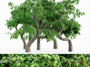 Cherry 5 tree collection 3D 模型