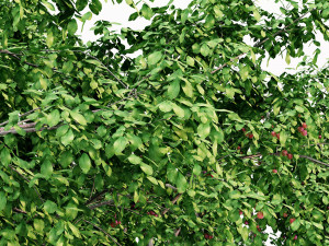 Cherry 5 tree collection 3D 模型