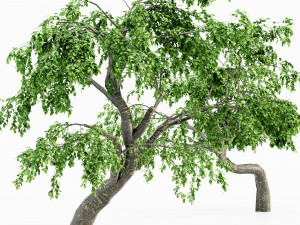 Cherry 5 tree collection 3D 模型