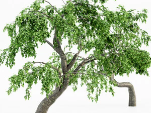 Cherry 5 tree collection 3D Model