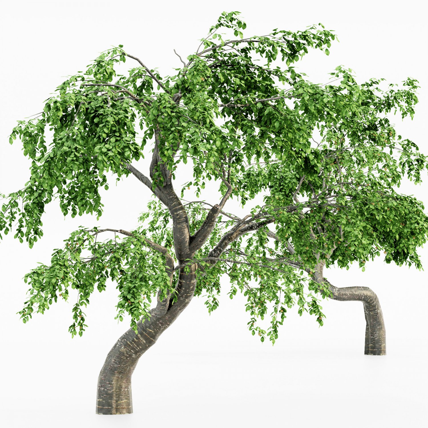5 trees. Деревья 5 м. Pin Tree 3d model