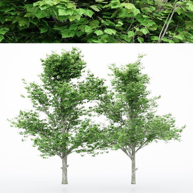 2diffrent tree maple 2 trees models in the scene Modelo 3D .c4d .max .obj .3ds .fbx .stl .blend 