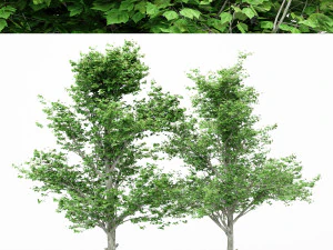 2diffrent tree maple 2 trees models in the scene 3D Model