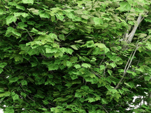 2diffrent tree maple 2 trees models in the scene Modelo 3D
