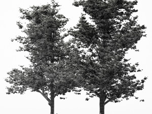 2diffrent tree maple 2 trees models in the scene Modelo 3D