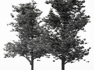 2diffrent tree maple 2 trees models in the scene 3D Model