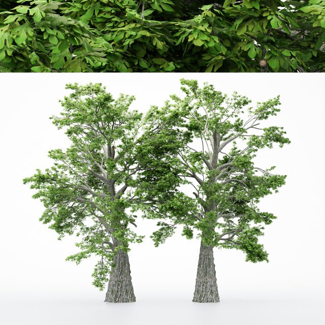 2diffrent tree sassafras 2 trees models in the scene 3D-Modell .c4d .max .obj .3ds .fbx .stl .blend 