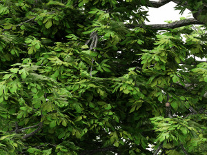 2diffrent tree sassafras 2 trees models in the scene 3D-Modell