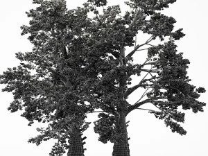 2diferentes &aacute;rboles sasafr&aacute;s 2 modelos de &aacute;rboles en la escena Modelo 3D