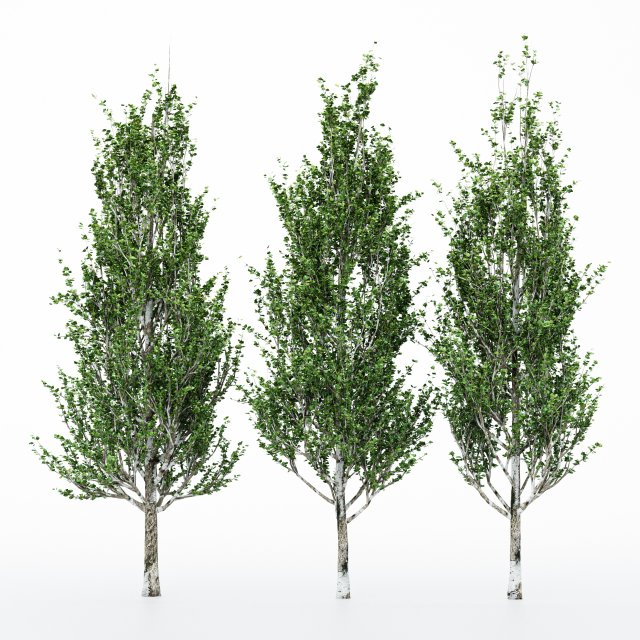 3diffrent tree lombardy poplar 3 trees models in the scene 3D-Modell .c4d .max .obj .3ds .fbx .stl .blend 