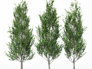 3diffrent tree lombardy poplar 3 trees models in the scene 3D Model