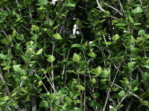 3diffrent tree lombardy poplar 3 trees models in the scene 3D-Modell