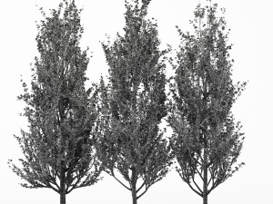 3diffrent tree lombardy poplar 3 trees models in the scene 3D-Modell