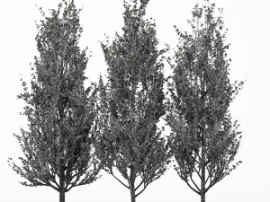 3diferentes &aacute;rboles de &aacute;lamo de Lombard&iacute;a 3 modelos de &aacute;rboles en la escena Modelo 3D