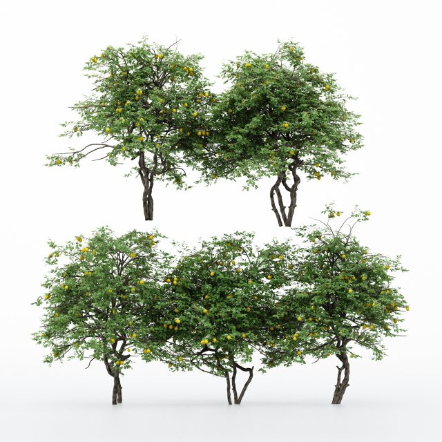 5diffrent tree lemonfruit 5 trees models in the scene 3D Model .c4d .max .obj .3ds .fbx .stl .blend 