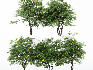5diffrent tree lemonfruit 5 trees models in the scene 3D Model